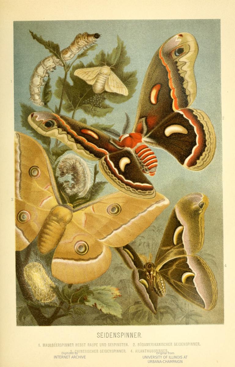 Illustration of moths from  Brehms Tierleben