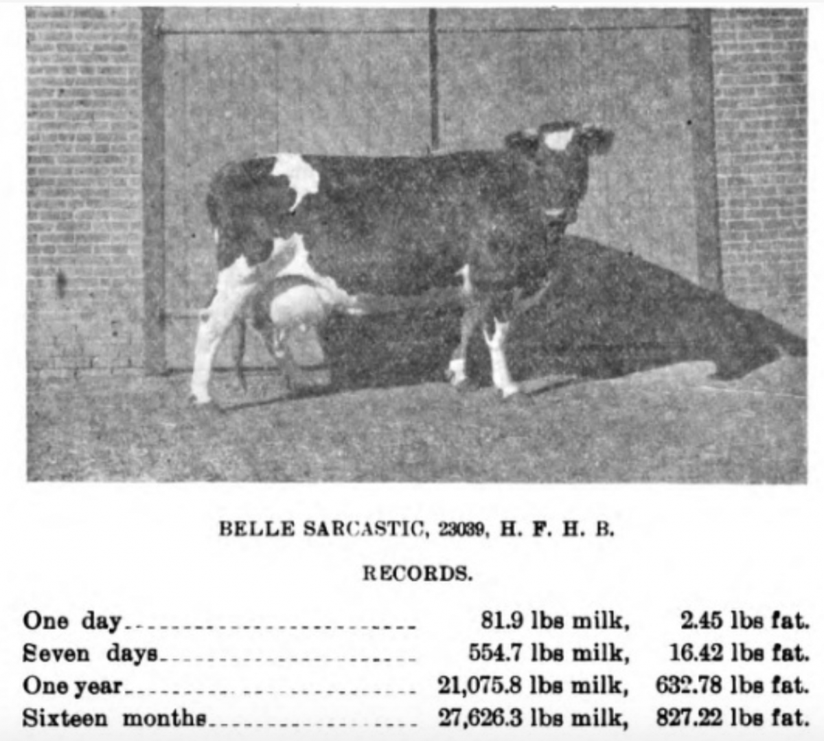 Belle Sarcastic, cow" title="Belle Sarcastic, the record holding milk producer. Annual report of the Agricultural Experiment Station, Michigan State University. Vol. 9, 1896