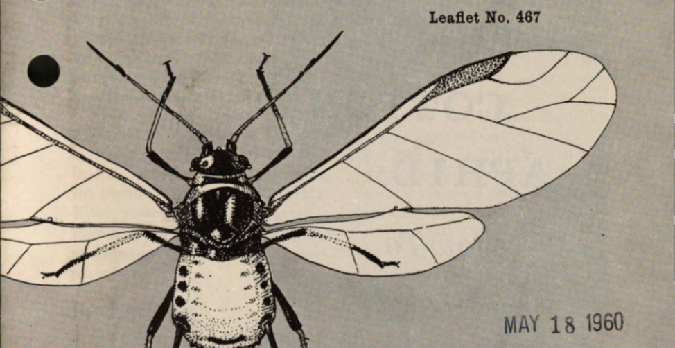 Illustration of a cotton aphid with text "Leaflet no. 467" and a library stamp of May 18,1960