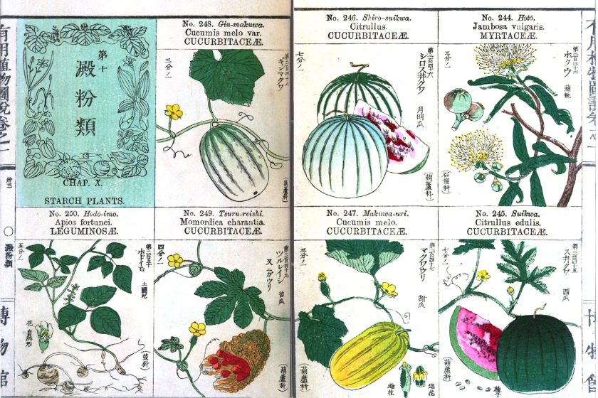 Handcolored illustrations of various plants